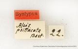 {βզX:Hypomecis  psittacata (Bastelberger 1909)