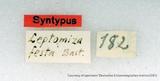 զX:Leptomiza  lentiginosaria festa Bastelberger 1911
