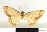 {βզX:Idaea sugillata (Bastelberger 1911)