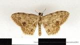 {βզX:Scopula isomerica Prout 1922