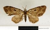 {βզX:Eupithecia  nuceistrigata Bastelberger 1911