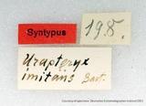 PW:Ourapteryx imitans Bastelberger' 1911