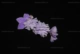 草花(紫)（典藏號ado_0316_139）
