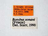學名:Bombus (Pyrobombus) sonani (Frison, 1934)拉丁同物異名:Bombus sonani (Frison, 1934)