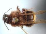 學名:Bombus (Diversobombus) wilemani Cockerell,1911