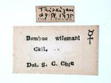 學名:Bombus (Diversobombus) wilemani Cockerell,1911