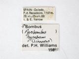 學名:Bombus (Pyrobombus) hypnorum (Linnaeus, 1758)