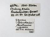 學名:Bombus (Melanobombus) pyrosoma Morawitz, 1890