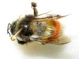 學名:Bombus (Melanobombus) rufofasciatus Smith, 1852