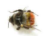 學名:Bombus (Melanobombus) rufofasciatus Smith, 1852