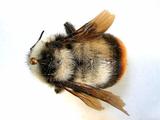 學名:Bombus (Bombus) tunicatus Smith, 1852