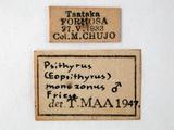 學名:Bombus (Psithyrus) monozonus (Friese, 1931)
