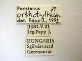 學名:Peristenus orthotyli (Richards, 1967)拉丁同物異名:Leiophron orthotyli Richards, 1967