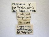 學名:Peristenus pallipes (Curtis, 1833)拉丁同物異名:Leiophron pallipes Curtis, 1833訂正前拉丁舊學名:Euphorus pallidipes Curtis訂正後拉丁新學名:Peristenus pallipes (Curtis, 1833)