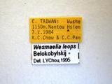 學名:Wesmaelia lepos Belokobylskij, 1992