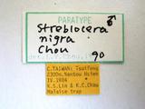 學名:Streblocera (Cosmophoridia) nigra Chou, 1990拉丁同物異名:Streblocera nigra Chou