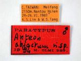 學名:Anteon abjectum Olmi, 1996
