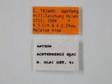 學名:Anteon achterbergi Olmi, 1989