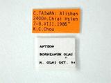 學名:Anteon borneanum Olmi, 1984訂正後拉丁新學名:Anteon borneanum Olmi, 1984