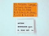 學名:Anteon borneanum Olmi, 1984