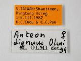 學名:Anteon dignum Olmi, 1989訂正後拉丁新學名:Anteon dignum Olmi, 1989