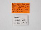 學名:Anteon flaccum Olmi, 1989