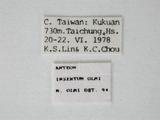 學名:Anteon instertum Olmi, 1989