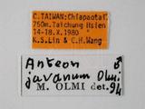學名:Anteon javanum Olmi, 1984
