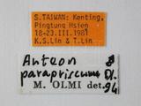 學名:Anteon parapriscum Olmi, 1989