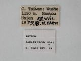 學名:Anteon parapriscum Olmi, 1989