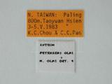 中文名:彼氏單爪螯蜂學名:Anteon peterseni Olmi, 1984