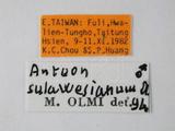 學名:Anteon sulawesianum Olmi, 1989