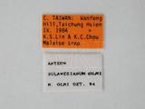 學名:Anteon sulawesianum Olmi, 1989