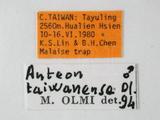 學名:Anteon taiwanense Olmi, 1989