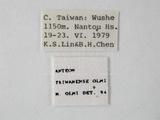 學名:Anteon taiwanense Olmi, 1989