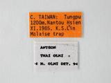 學名:Anteon thai Olmi, 1989