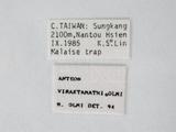 學名:Anteon viraktamathi Olmi, 1987