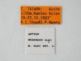 學名:Anteon wushense Olmi, 1989