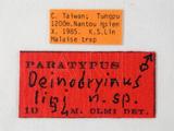 學名:Deinodryinus lini Olmi, 1995