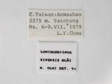 學名:Lonchodryinus sinensis Olmi, 1984