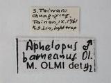 學名:Aphelopus borneanus Olmi, 1984