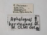 學名:Aphelopus borneanus Olmi, 1984
