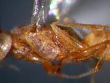 學名:Aphelopus borneanus Olmi, 1984