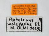 中文名:馬來亞常足螯蜂學名:Aphelopus malayanus Olmi, 1984