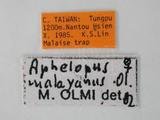 中文名:馬來亞常足螯蜂學名:Aphelopus malayanus Olmi, 1984