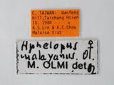 中文名:馬來亞常足螯蜂學名:Aphelopus malayanus Olmi, 1984