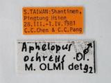 學名:Aphelopus ochreus Olmi, 1984