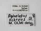 學名:Aphelopus ochreus Olmi, 1984