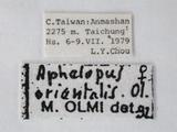 學名:Aphelopus orientalis Olmi, 1984