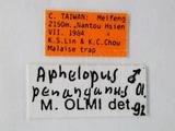 學名:Aphelopus penanganus Olmi, 1984